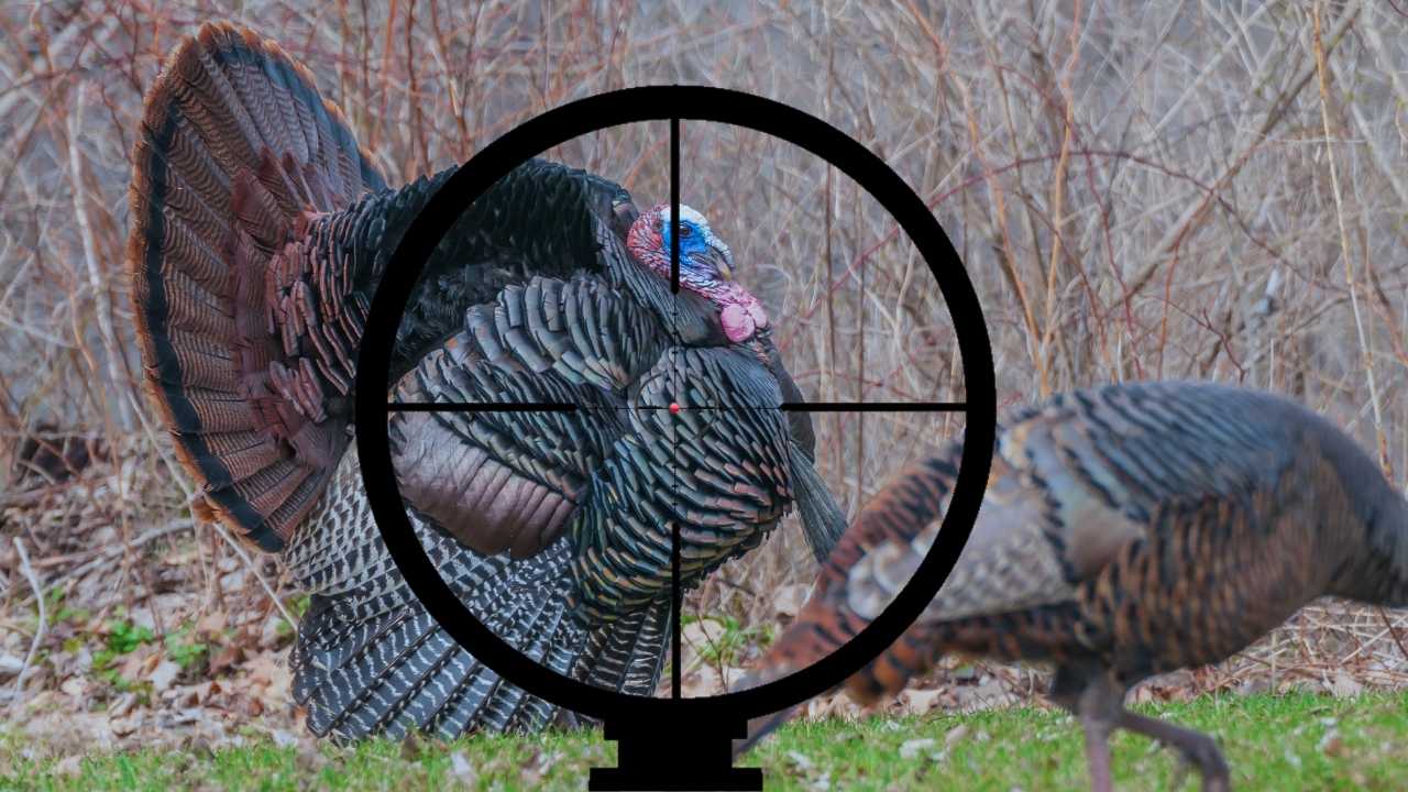 how to sight in a red dot scope on a shotgun for turkey hunting?