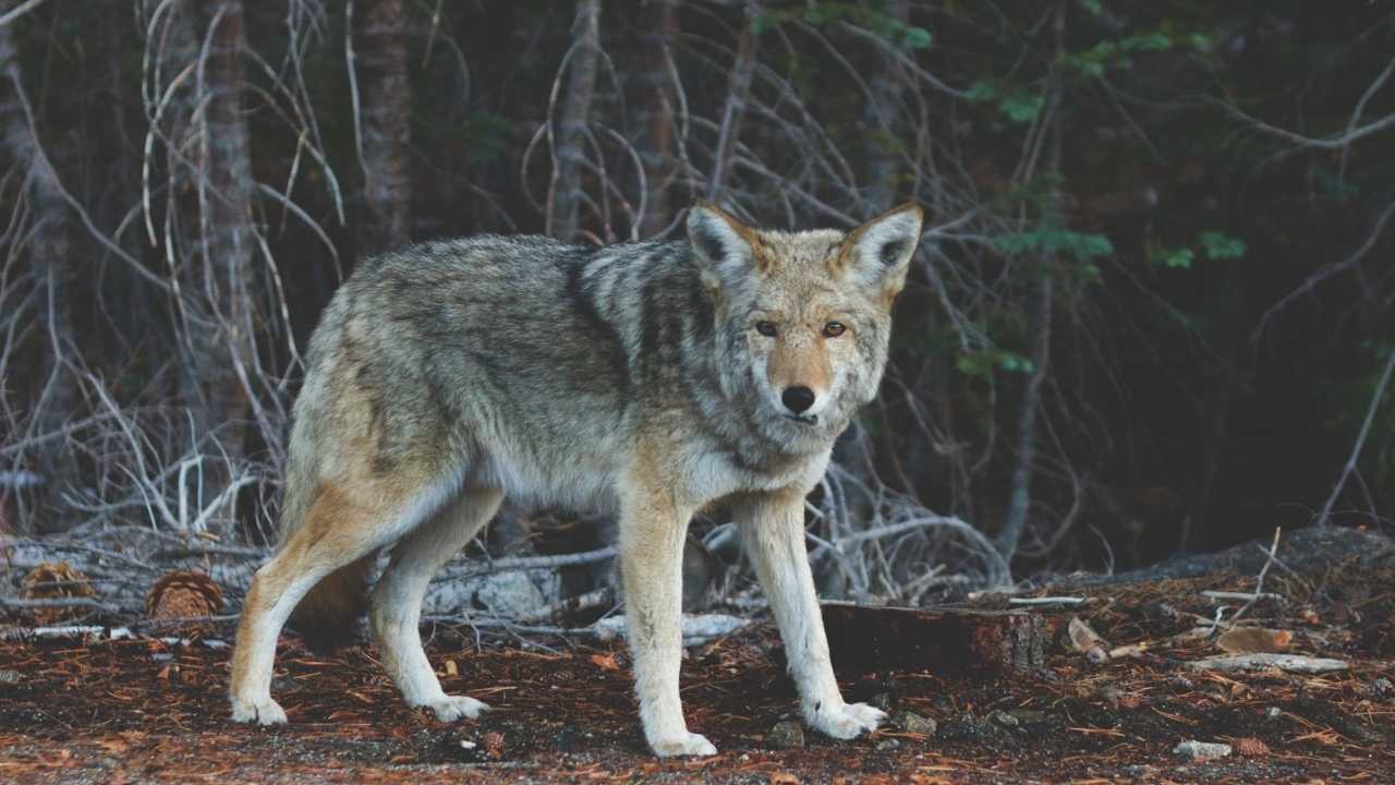 how to hunt coyotes